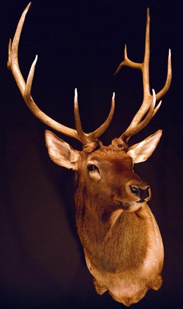 High Desert Taxidermy